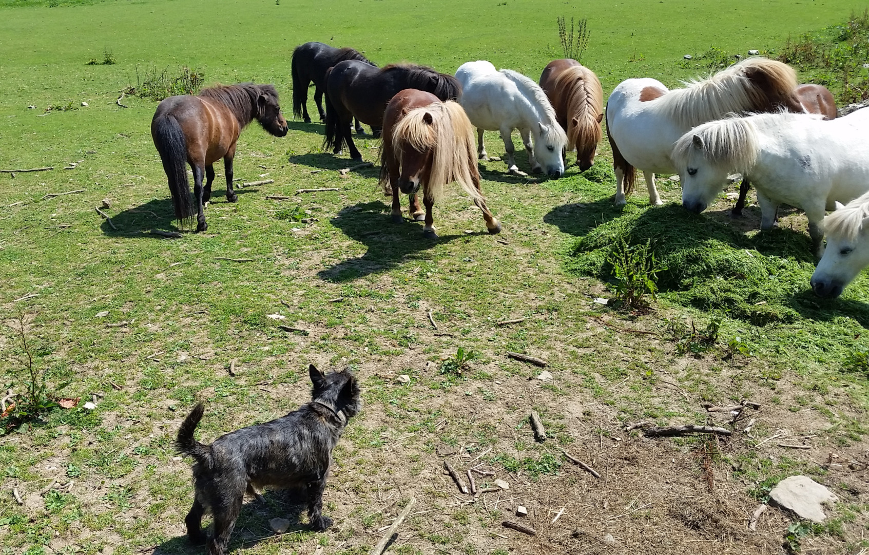 Sherrill Farm Dog & Miniture Ponies