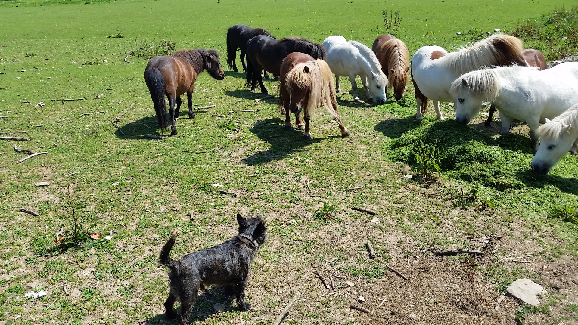 Miniture Ponies and Small Dog 